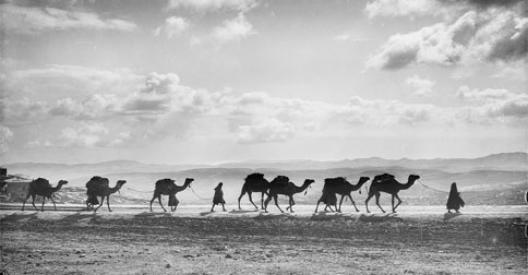 camel train in the Middle East
