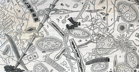 An old diagram of cellular organisms